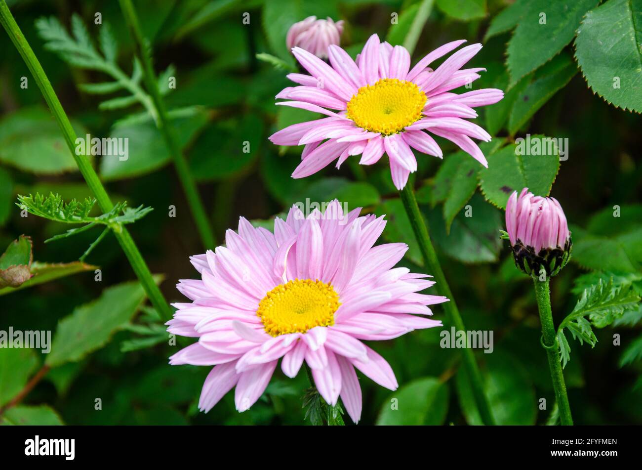 Primo piano vista dei fiori rosa di piretio in un giardino. Foto Stock