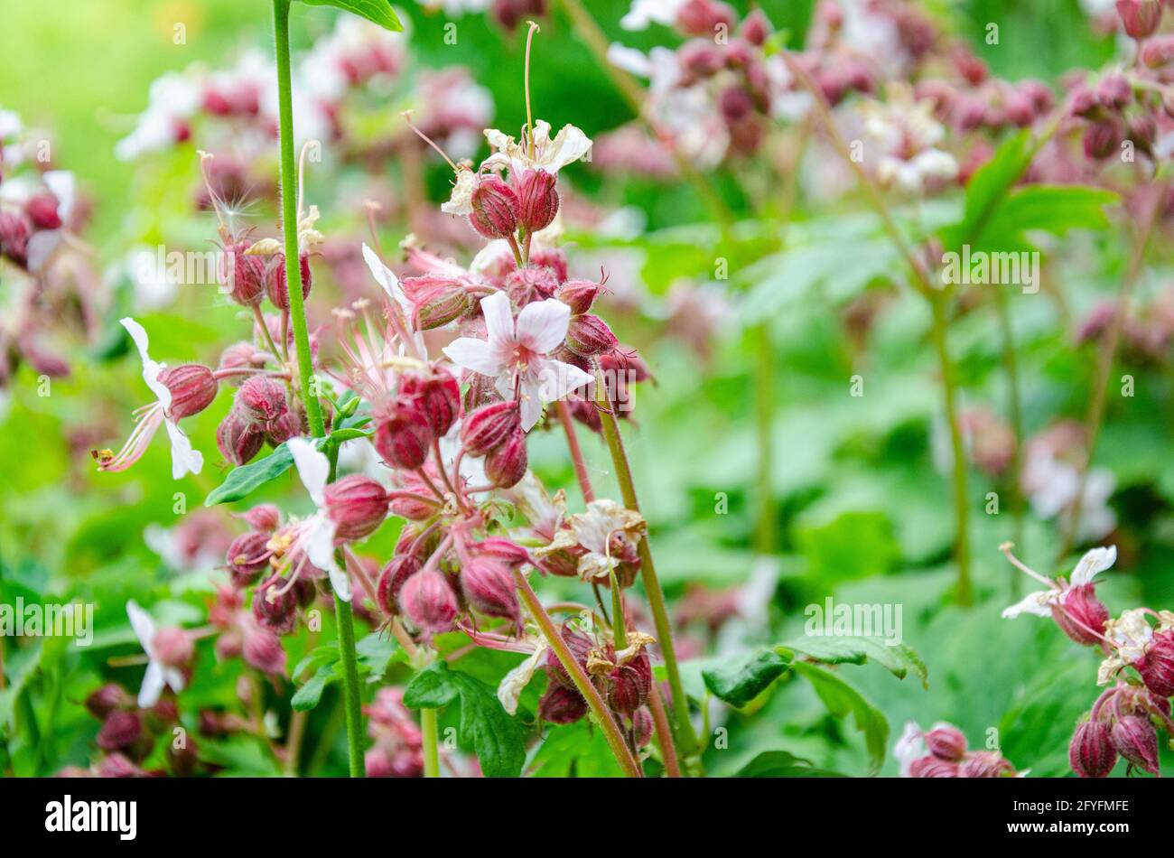 Geranio Macrorrhizum o Cranspledl fiorire in un giardino residenziale. Foto Stock