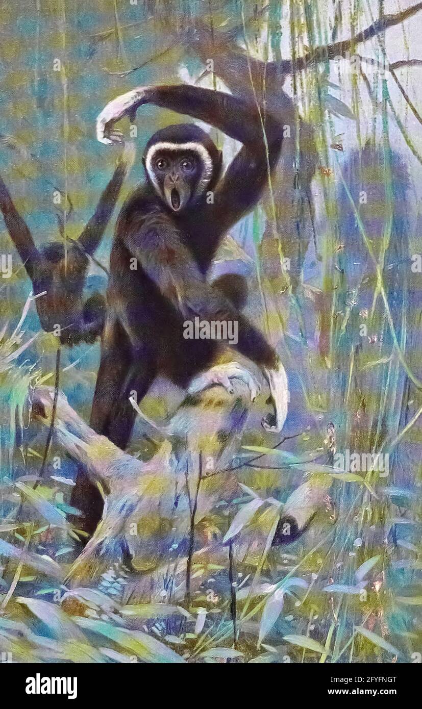 Il gibbone lar (Ilobati lar), noto anche come gibbone bianco, è un primato in via di estinzione della famiglia dei gibboni, Ilobatidae. È uno dei gibboni più conosciuti ed è spesso tenuto in cattività. Dal libro ' Animal Portraiture ' di Richard Lydekker, e illustrato da Wilhelm Kuhnert, pubblicato a Londra da Frederick Warne & Co. Nel 1912 Foto Stock