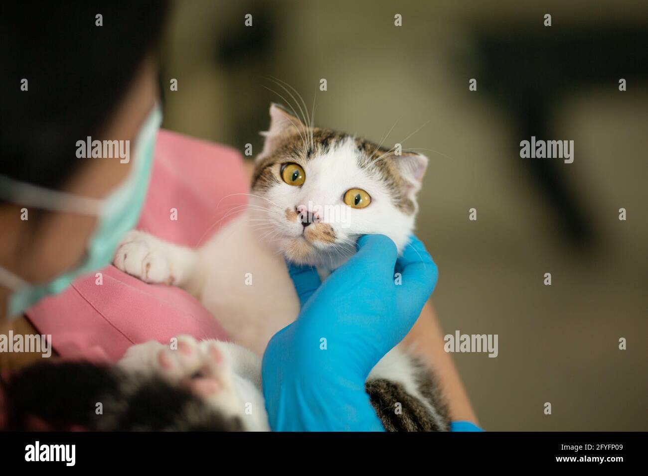 Medico con vestito rosa che tiene gatto sulle braccia a. ospedale animale Foto Stock