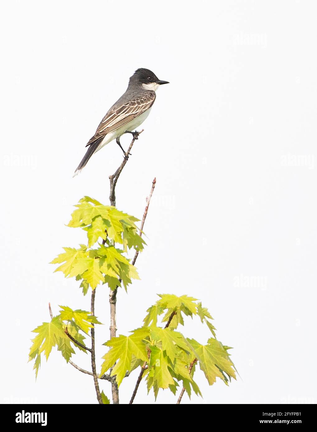 Il kingbird orientale è appollaiato su un ramo di alberi a Ottawa, Canada Foto Stock