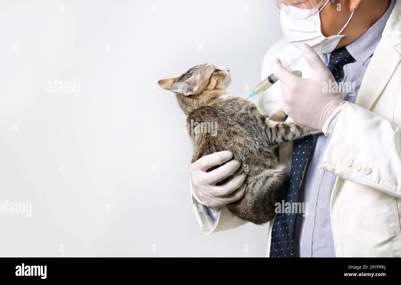 medico che tiene il gatto e inietti il medicinale vaccino nel gatto Foto Stock