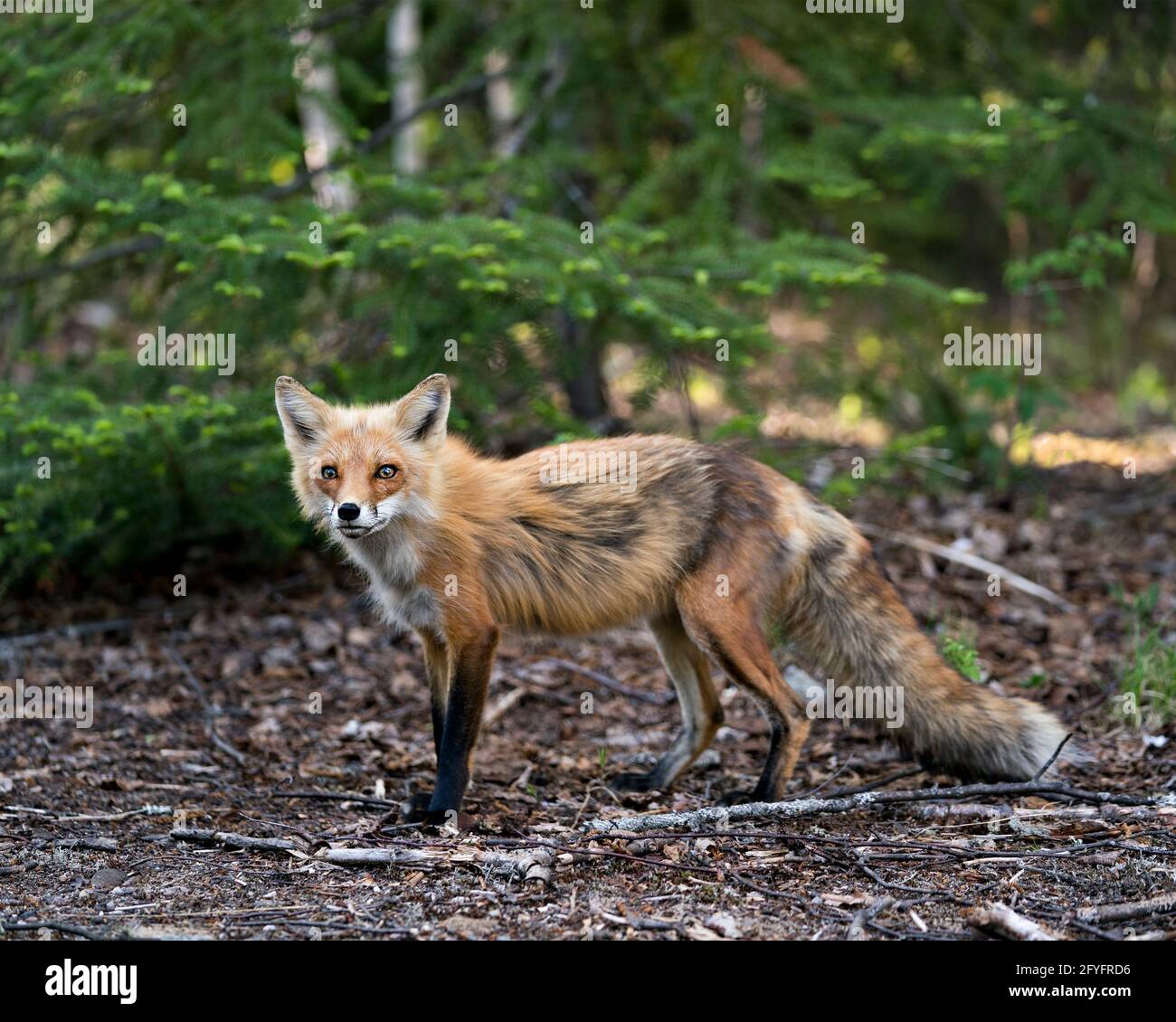 Red Fox primo piano profilo vista laterale in primavera con sfondo di alberi di conifere nel suo ambiente e habitat. Immagine FOX. Immagine. Verticale. Foto Stock