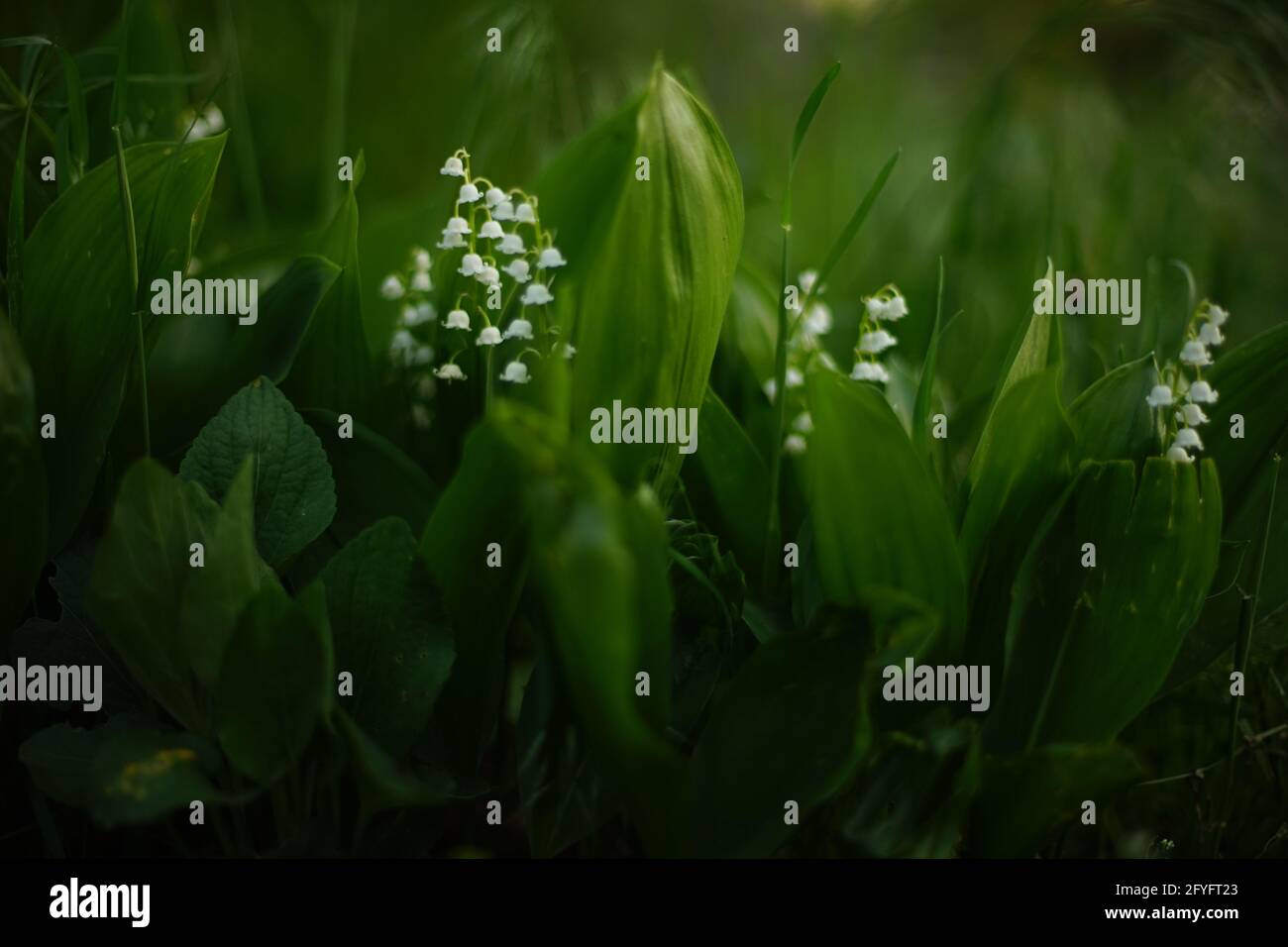 I ninfee della valle crescono nel buio giardino primaverile. Foto Stock