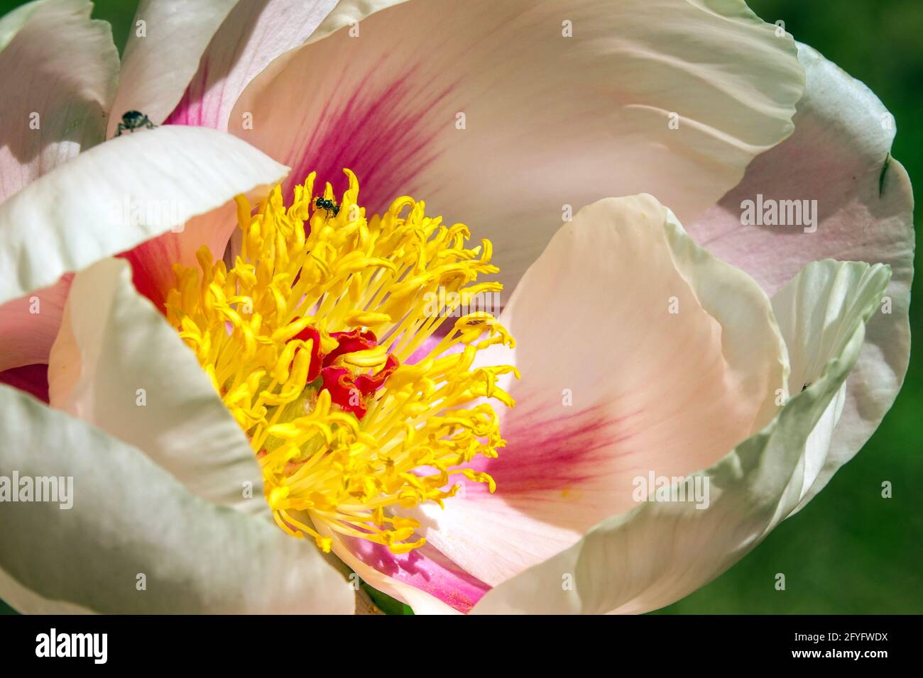Paeonia 'Soft Apricot Kisses' Salmon Color Nice a forma di tazza Flower Yellow Stamens Close Up Peony Bloom Beige Peony Petals Cinese Peonia Paeonia Foto Stock