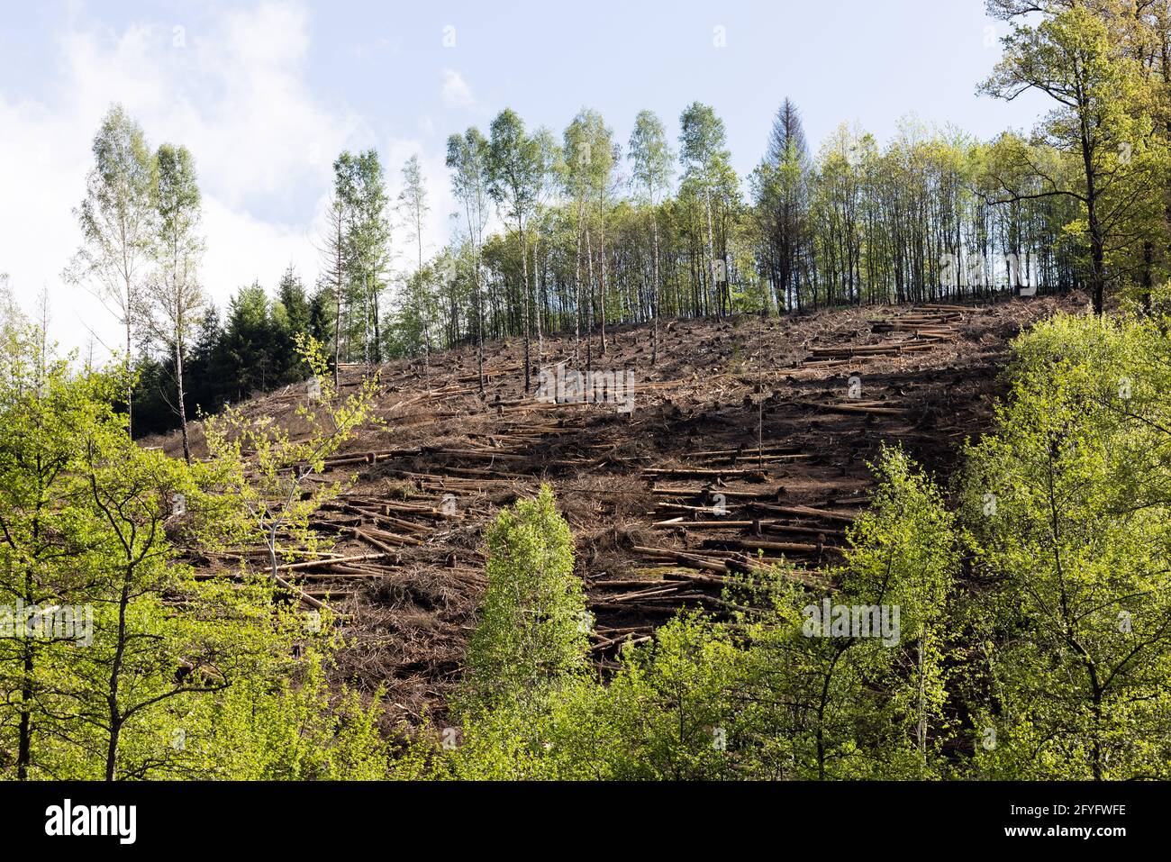 Immicke, Germania. 28 maggio 2021. Dove una volta ci erano spruces, soltanto alcuni alberi decidui sono lasciati. I cambiamenti climatici, le tempeste, le estati calde e il conseguente rapido aumento del barbabietole stanno causando gravi problemi alla foresta, in particolare agli spruces. Credit: Rolf Vennenbernd/dpa/Alamy Live News Foto Stock