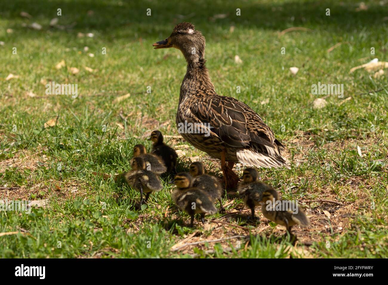 Un'anatra femminile, un esemplare di Mallard, Anas platyrhynchos, attraversa l'erba nel parco del Retiro a Madrid, seguita dalle sue anatroccoli neonate, alla ricerca Foto Stock