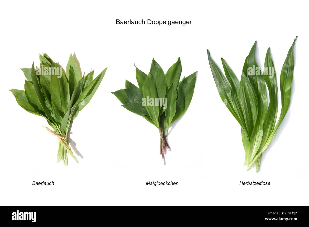 Baerlauch ist eine wichtige Wildkraut- und Heilpflanze die ein Knoblauchduft hat mit weissen Blueten. Sie Hat mehrere giftige Doppelgaenger, wie mai Foto Stock