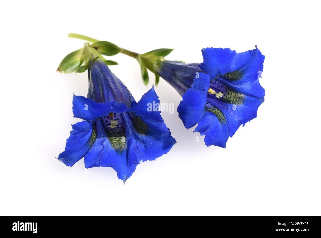Enzian, Gentiana acaulis, der Silikat-Enzian Stammt aus den Gebirgen Mitteleuropas. Er ist eine tiefblau bluehende Staude, muoia in keinem Garten fehlen Foto Stock