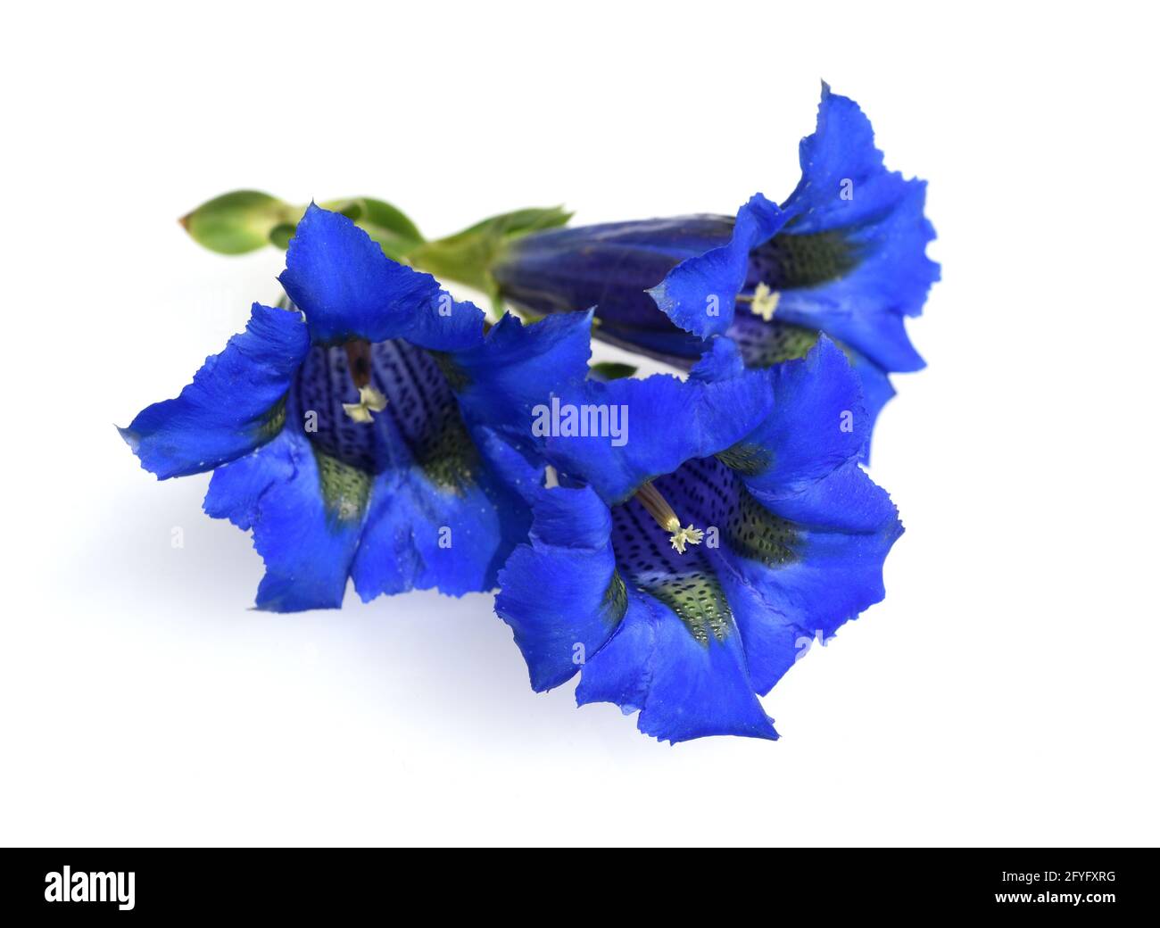 Enzian, Gentiana acaulis, der Silikat-Enzian Stammt aus den Gebirgen Mitteleuropas. Er ist eine tiefblau bluehende Staude, muoia in keinem Garten fehlen Foto Stock