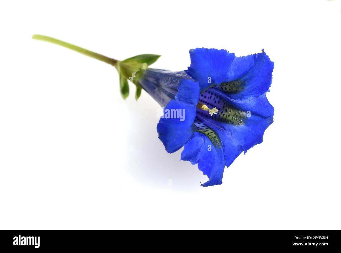 Enzian, Gentiana acaulis, der Silikat-Enzian Stammt aus den Gebirgen Mitteleuropas. Er ist eine tiefblau bluehende Staude, muoia in keinem Garten fehlen Foto Stock