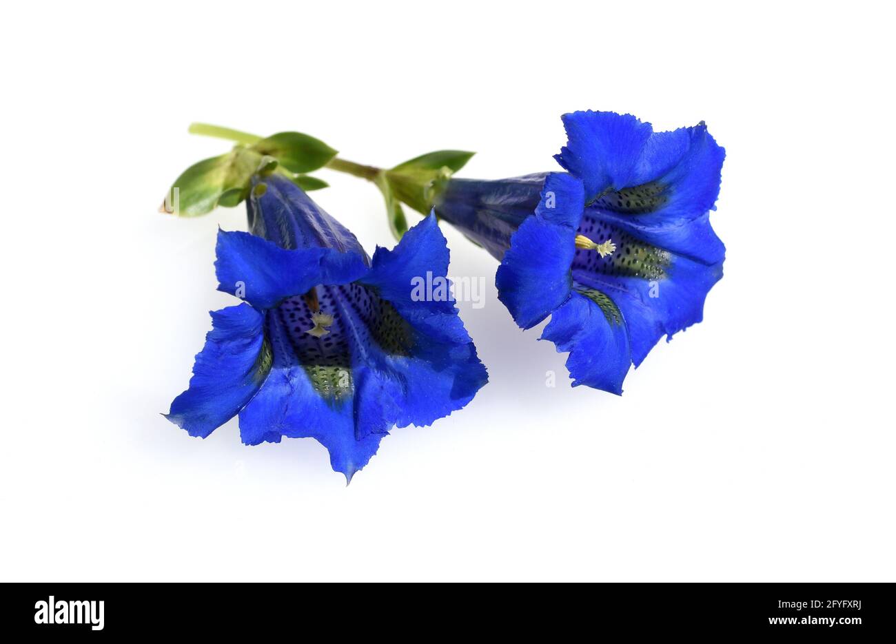 Enzian, Gentiana acaulis, der Silikat-Enzian Stammt aus den Gebirgen Mitteleuropas. Er ist eine tiefblau bluehende Staude, muoia in keinem Garten fehlen Foto Stock