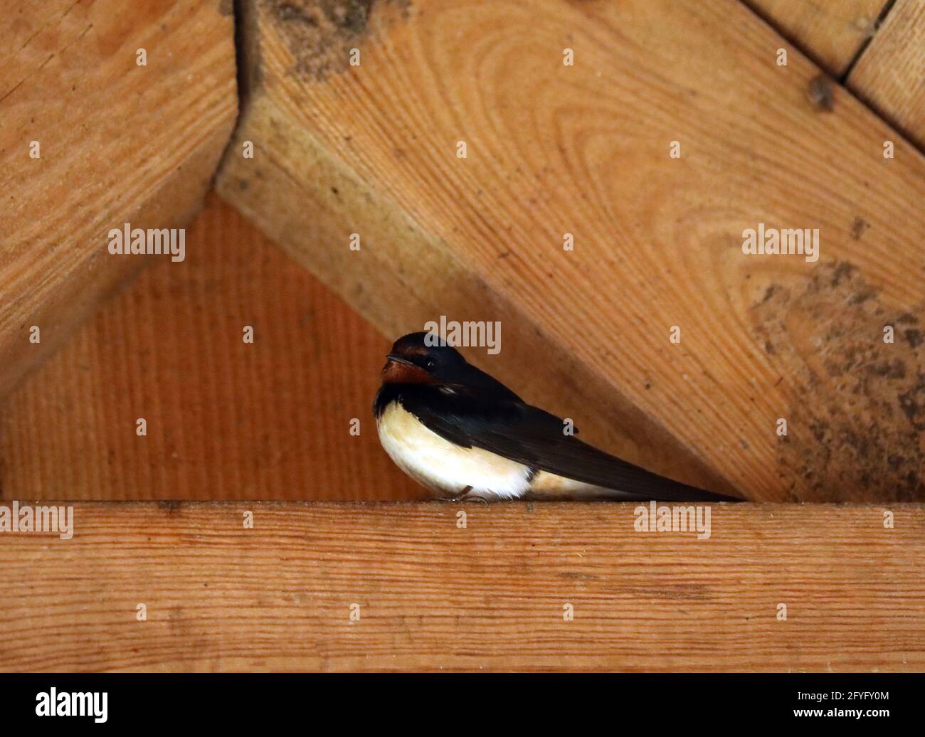 Nido di Tern Swallow in un fascio di legno sotto il tetto Foto Stock