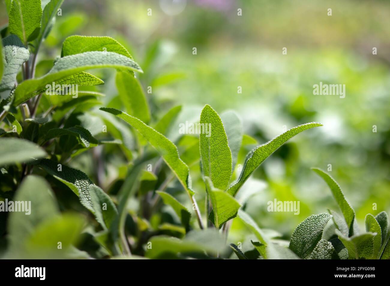 Pianta di salvia in giardino di comunità, closeup. Arbusto con foglie verdi blu rugose, ovali e ruvide. Usato come erba in cucina o medicinale. Messa a fuoco selettiva w Foto Stock