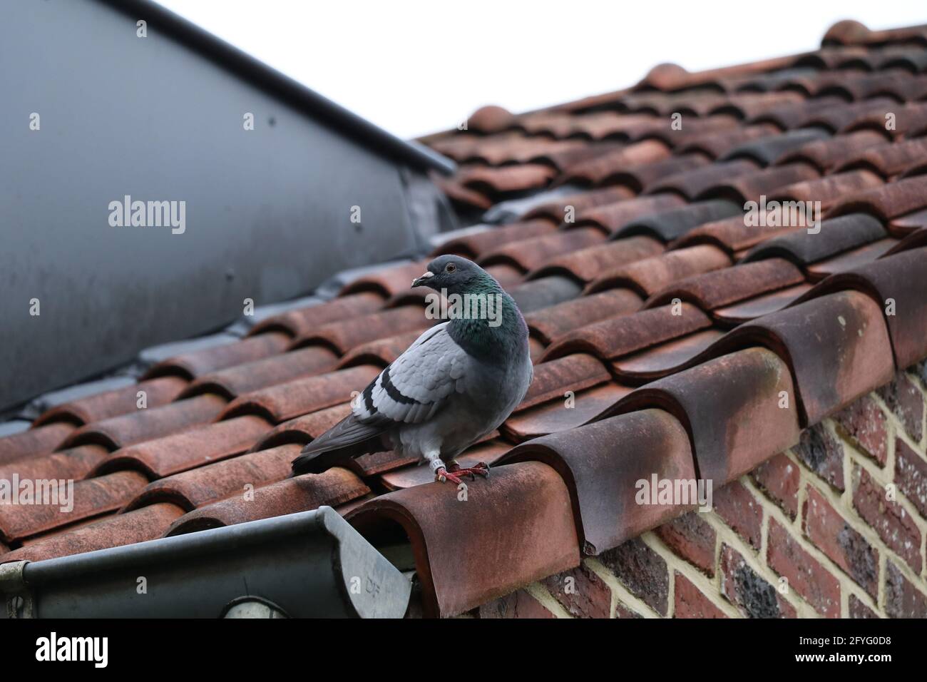 piccione da corsa su un tetto piastrellato rosso Foto Stock