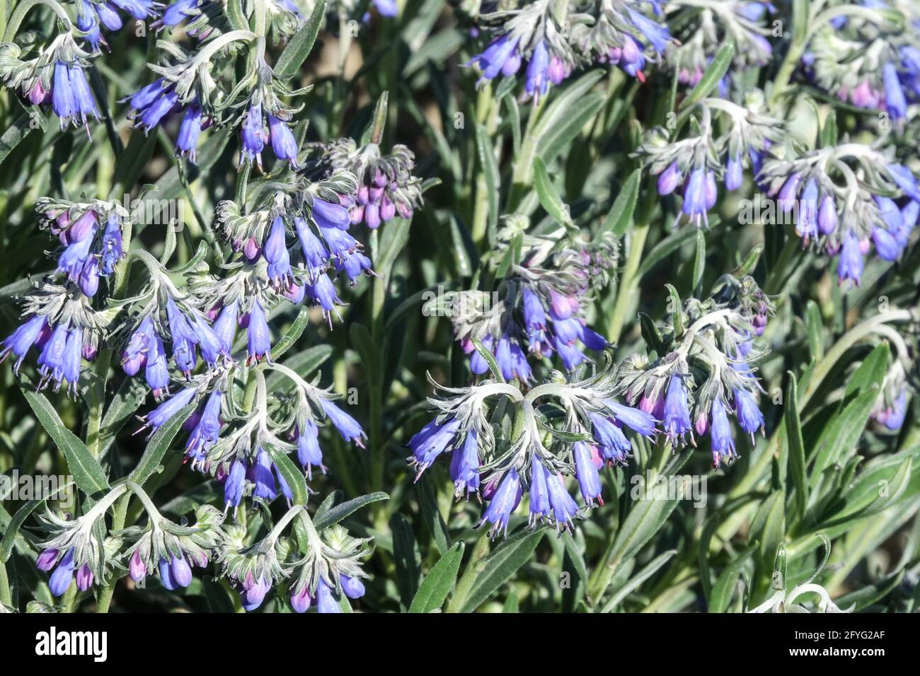 Moltkia petraea Fiori blu pianta erbacea fiore blu fioritura Foto Stock