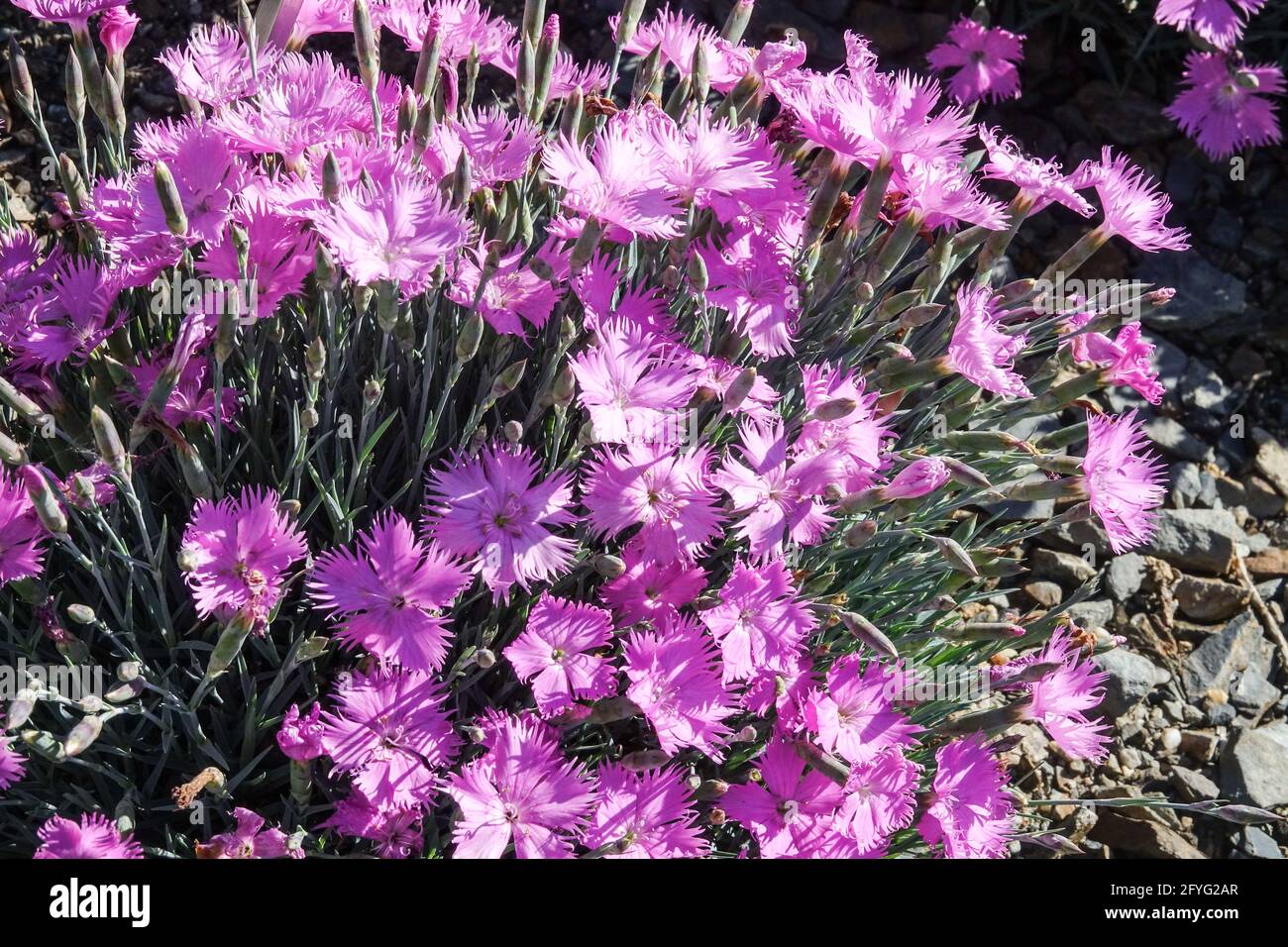 Fiori rosa Dianthus Theresa Rock Garden Plant Dianthus Pink Flowers Rockery Flower Alpinarium Blooms Flower Bright Alpine Flower rosa in Bloom Foto Stock