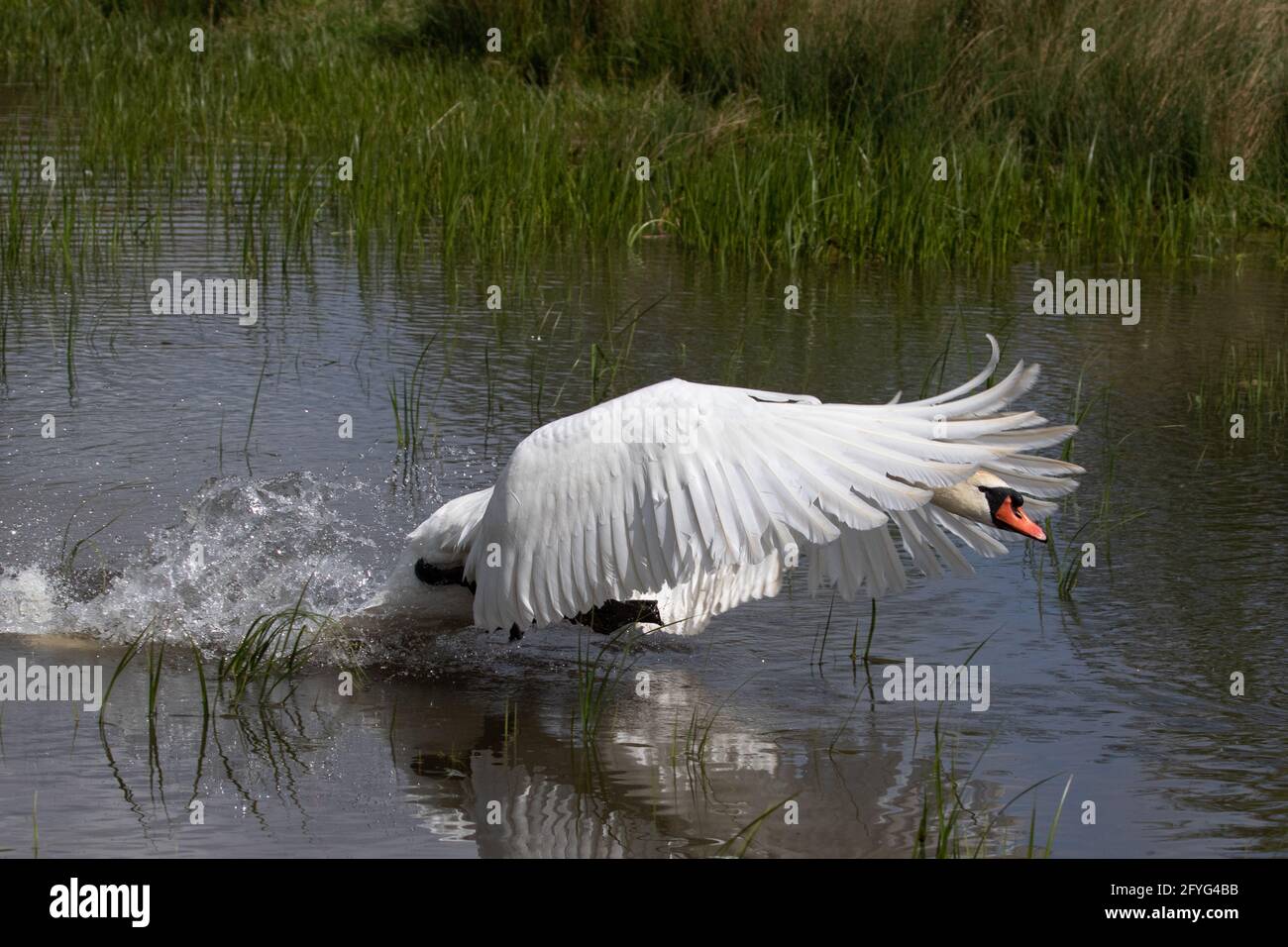 Cigno in volo Foto Stock