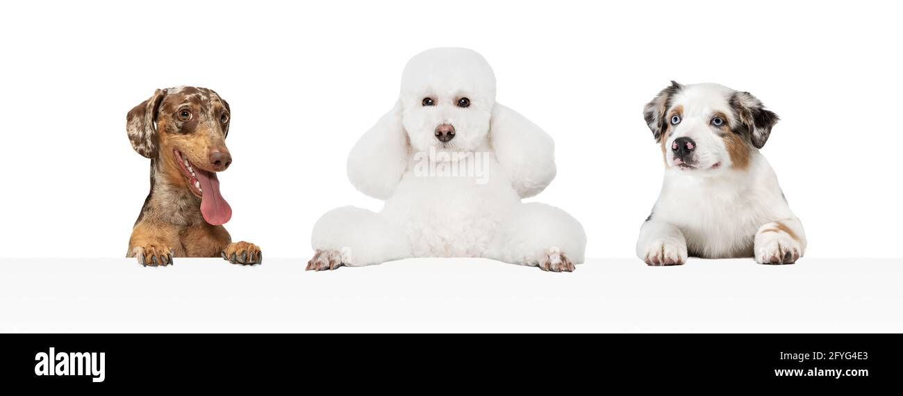 Cani divertenti Immagini senza sfondo e Foto Stock ritagliate - Alamy