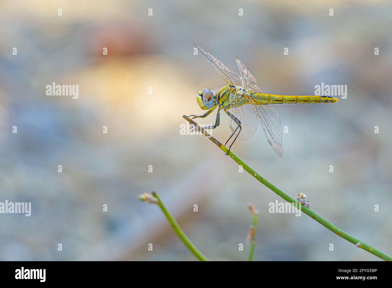 Vista del corpo della libellula gialla su una pianta di ramificazione verde Foto Stock