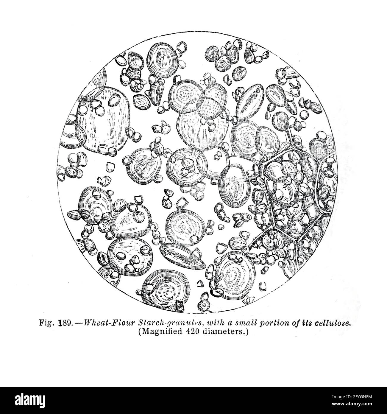 Cellule sotto microscopio dal libro ' The microscopio : its history, construction, and application ' di Hogg, Jabez, 1817-1899 pubblicato a Londra da G. Routledge nel 1869 con illustrazioni di TUFFEN WEST Foto Stock