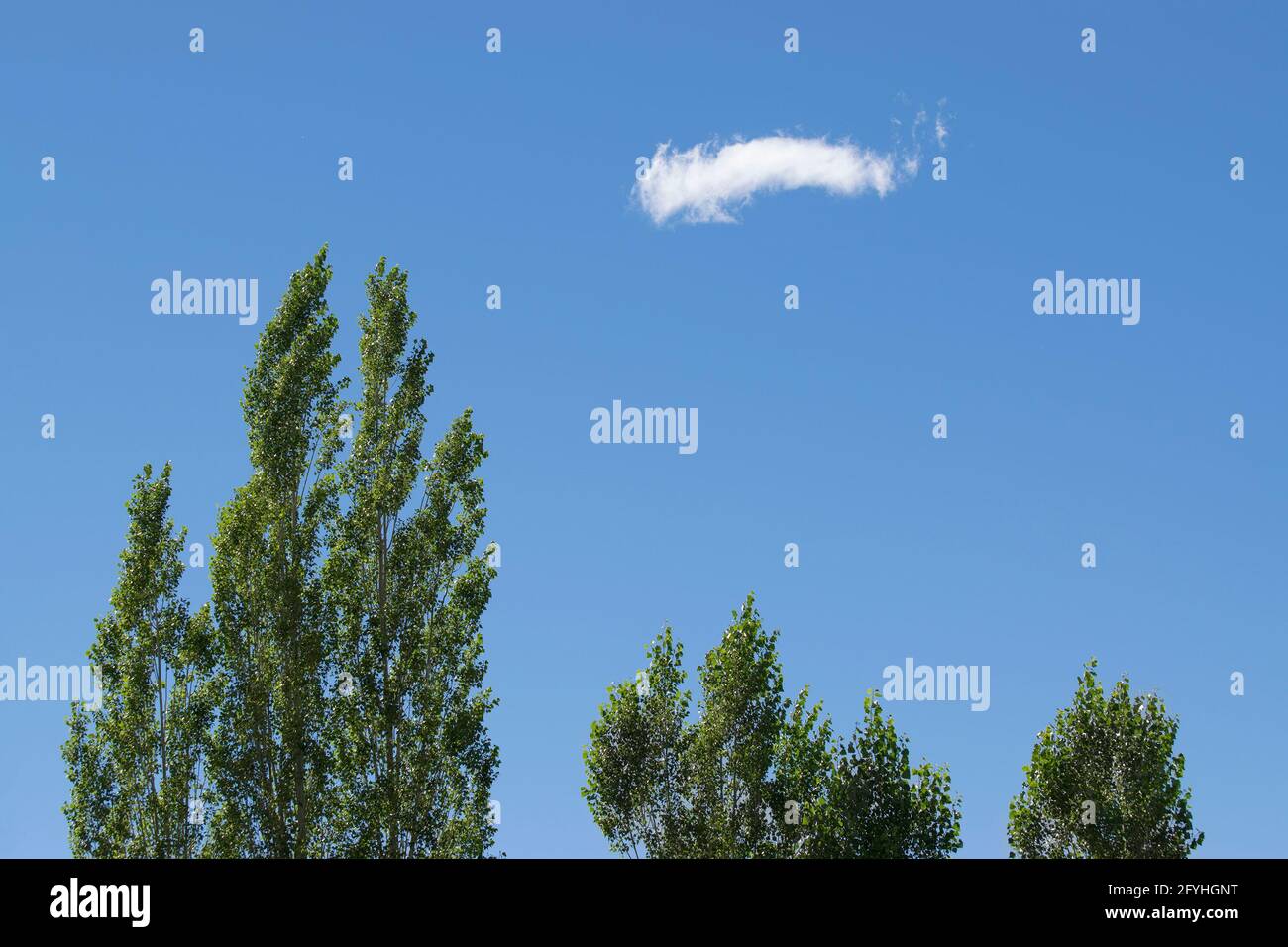 Cielo blu con la nuvola bianca in primo piano, alberi di pino verde in primo piano , immagine stock, Kolkata, Calcuatta, Bengala Occidentale, India Foto Stock