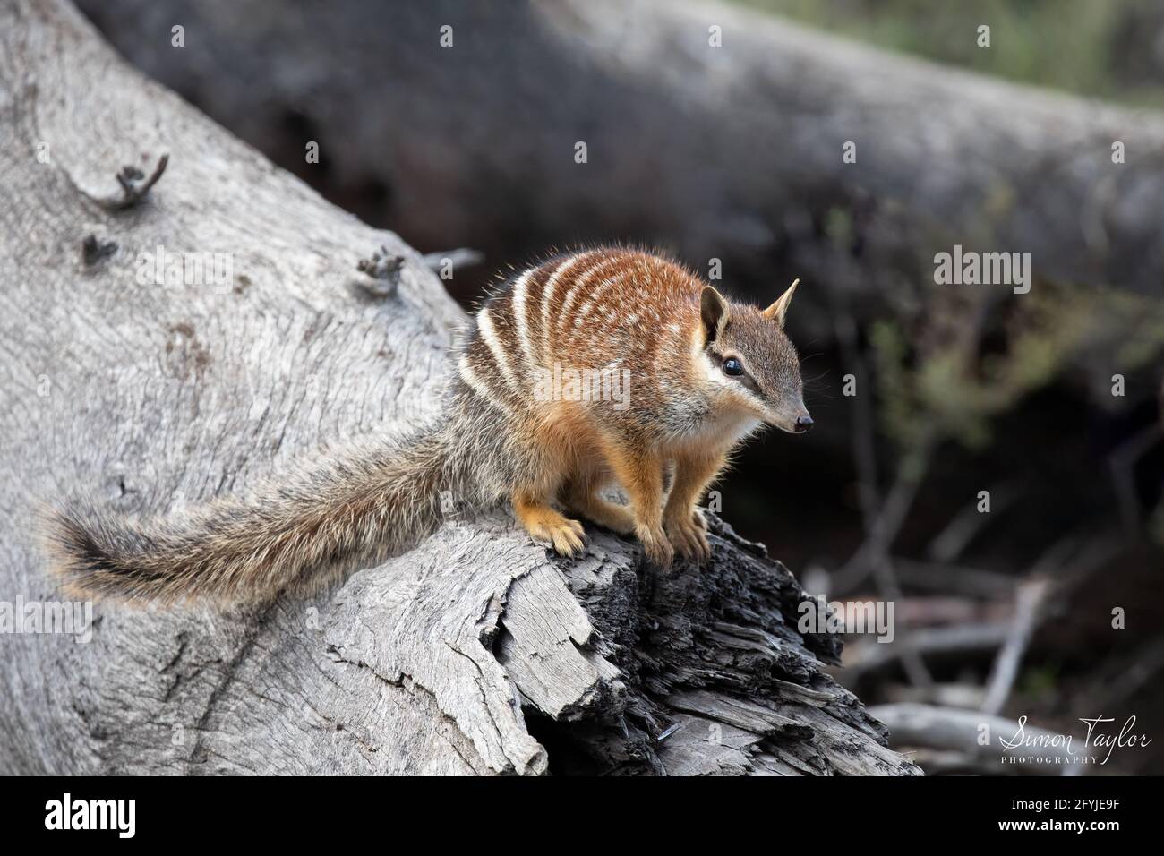 Numbat (Myrmecobius fascciatus), Bosco di Dryandra, Australia Occidentale Foto Stock