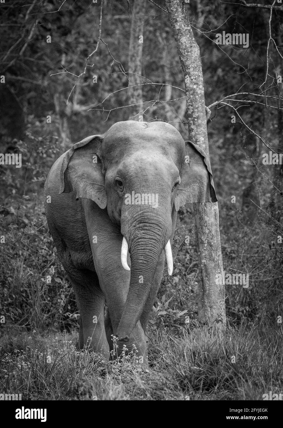 Il grande capolavoro della natura, un elefante – l’unica cosa grande innocua. Foto Stock