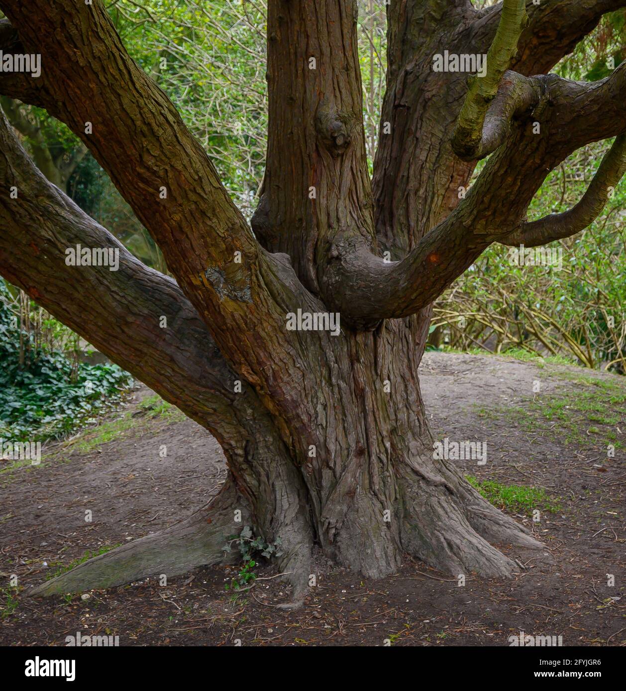 La base di un albero con più tronchi Foto Stock