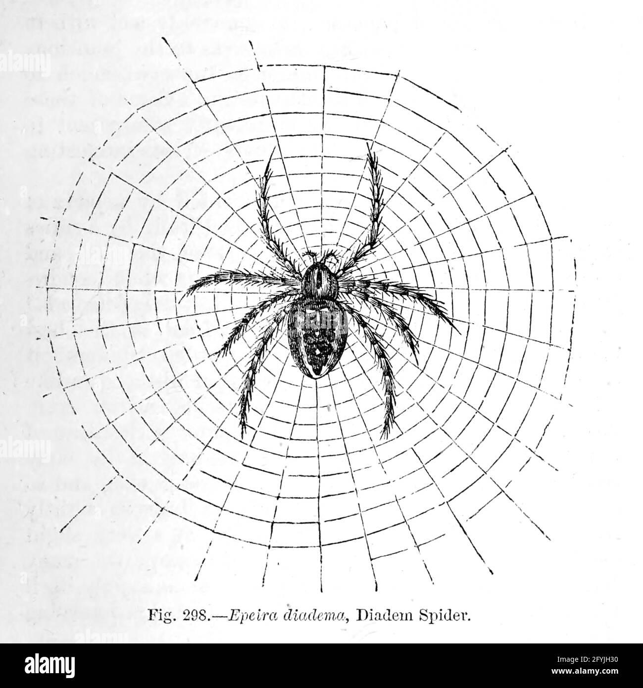 Illustrazione di minuscoli organismi al microscopio dal libro ' il microscopio : la sua storia, costruzione, e applicazione ' di Hogg, Jabez, 1817-1899 pubblicato a Londra da G. Routledge nel 1869 con illustrazioni di TUFFEN WEST Foto Stock