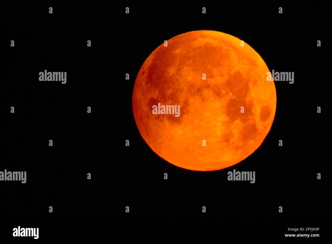 Fiore sangue luna piena nel mese di maggio poco prima del lunare eclipse di colore rosso Foto Stock