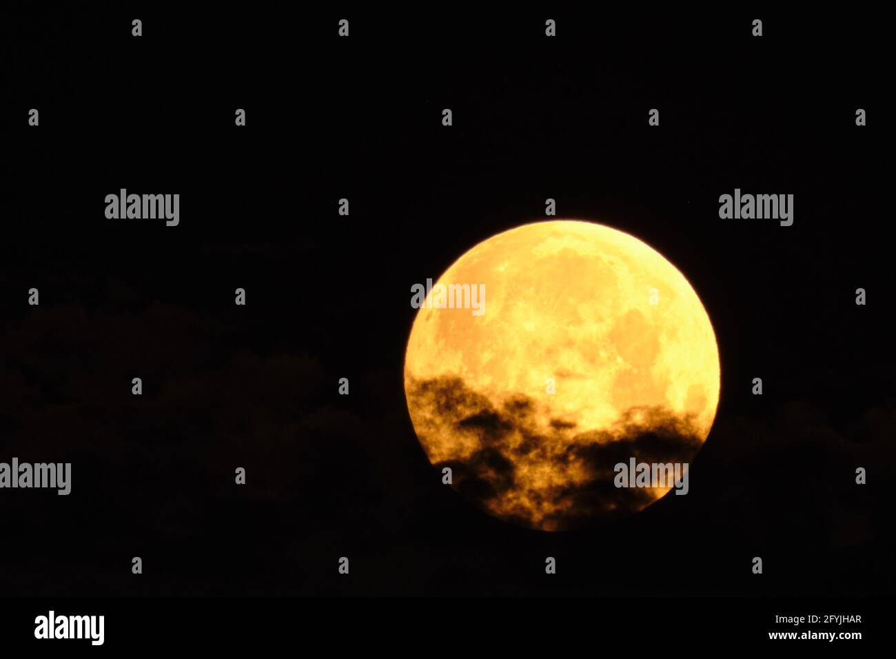 Fiore sangue luna piena nel mese di maggio poco prima del lunare eclipse di colore giallo Foto Stock