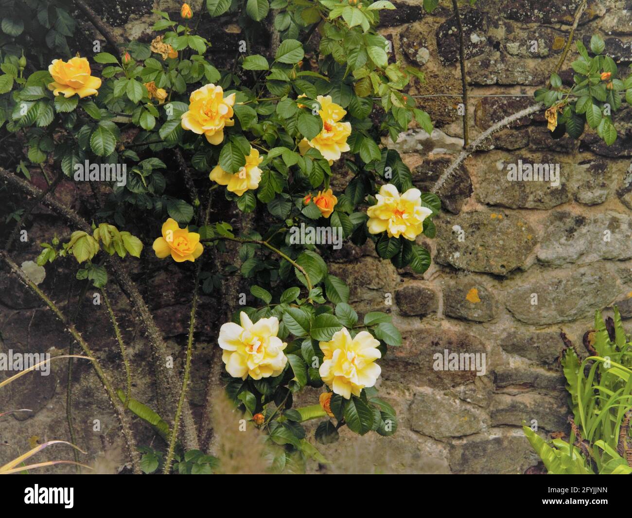 Rosa di arrampicata gialla, Mottistone Gardens, Isola di Wight, Regno Unito. Foto Stock