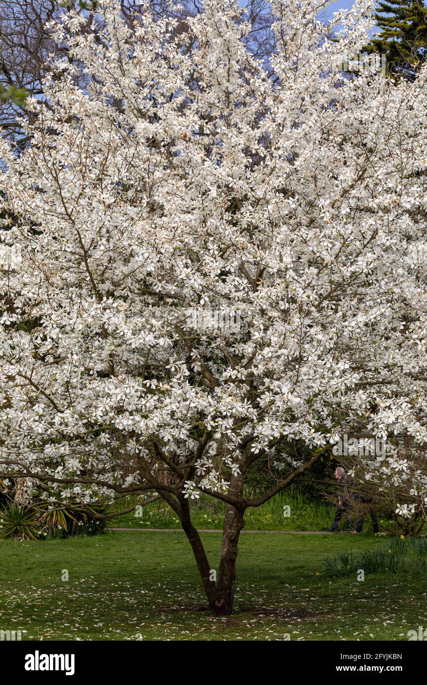 Magnolia Stellata albero in fiore, Bath Botanical Gardens, Royal Victoria Park, Primavera, Bath, Inghilterra, Regno Unito Foto Stock