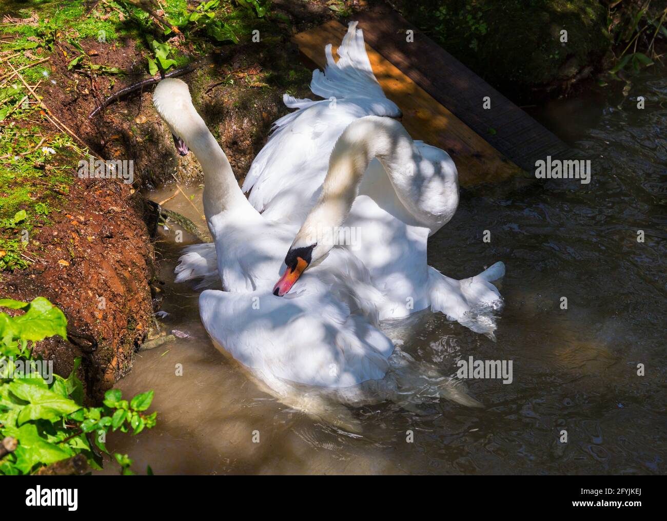 Due cigni muti, Cygnus olor, combattono a Abbotsbury Swannery, Abbotsbury, Dorset UK a maggio Foto Stock