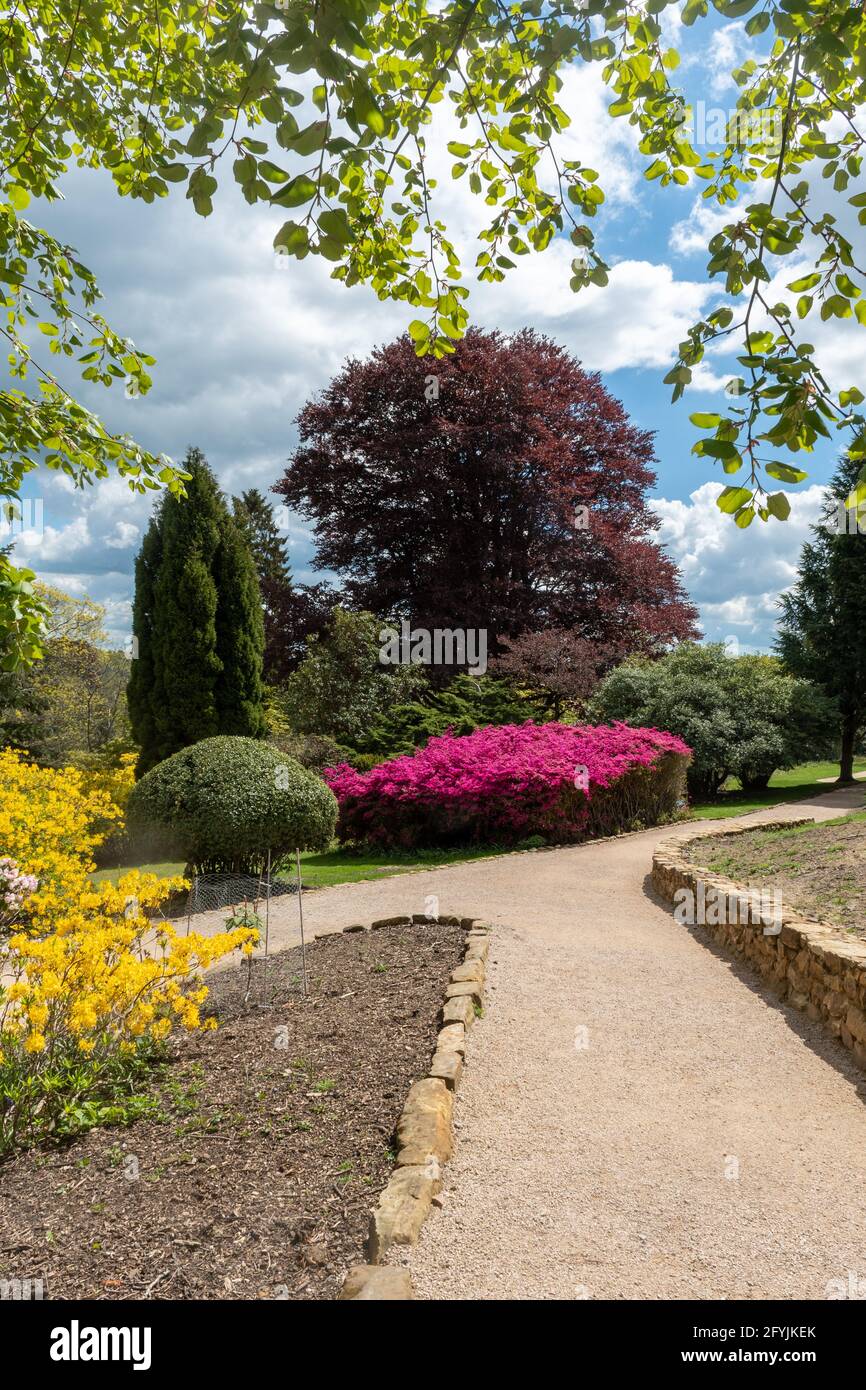 Arbusti fioriti colorati ai Leonardslee Gardens a West Sussex, Inghilterra, Regno Unito, durante maggio o primavera Foto Stock