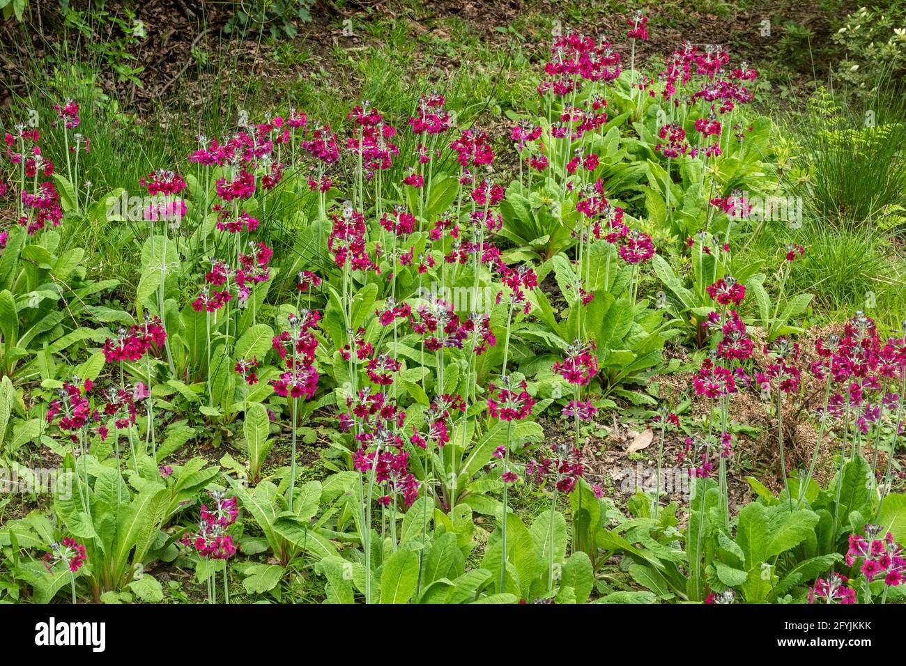 Candelabra primula (Primula pulverulenta) fiori che crescono in un'area ombreggiata umida di un giardino nel Sussex occidentale, Inghilterra, Regno Unito, durante maggio o la primavera Foto Stock
