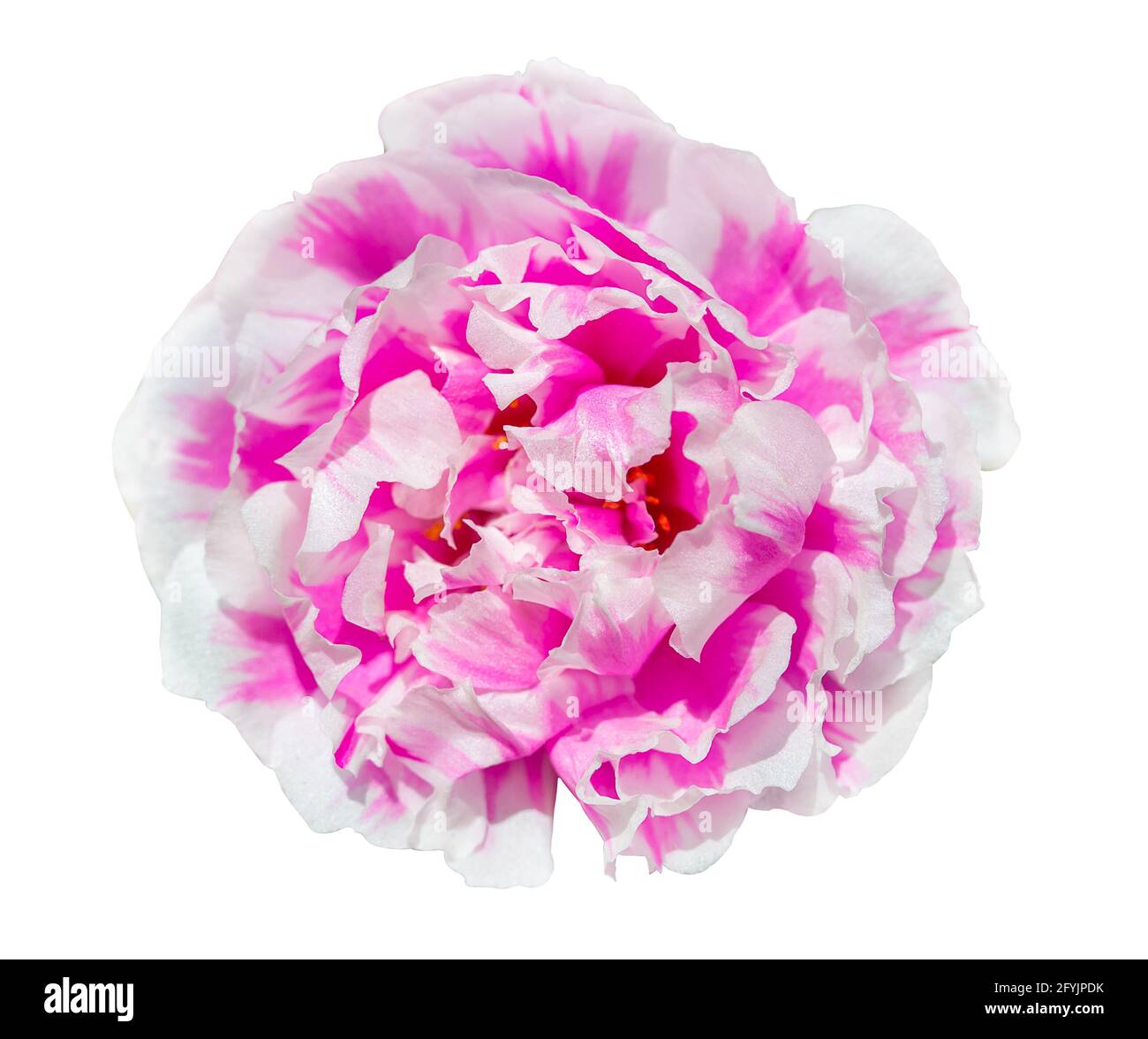 Portulaca fiore isolato su sfondo bianco con ritaglio percorso Foto Stock