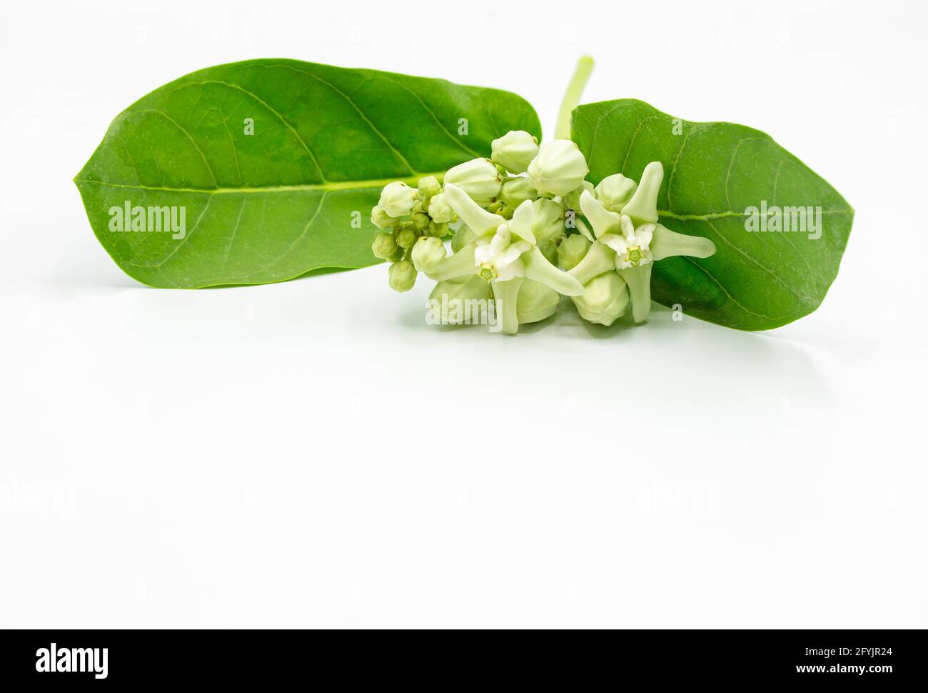 Calotropis primo piano isolato su sfondo bianco Foto Stock