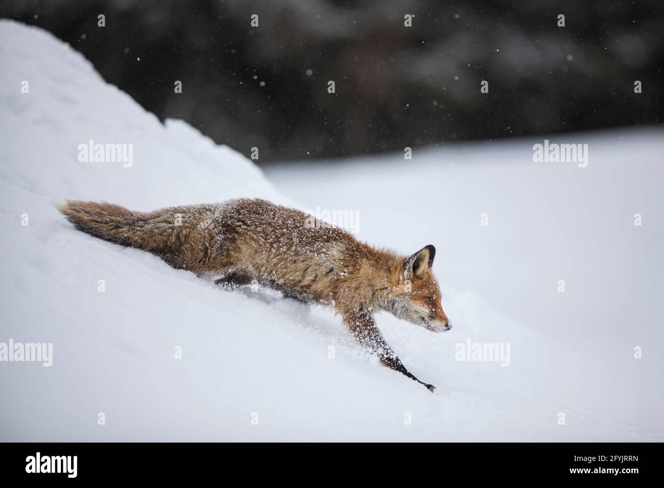 Rotfuchs, Vulpes vulpes, volpe rossa Foto Stock