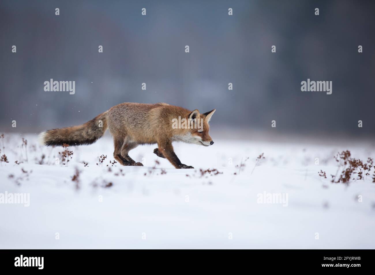 Rotfuchs, Vulpes vulpes, volpe rossa Foto Stock