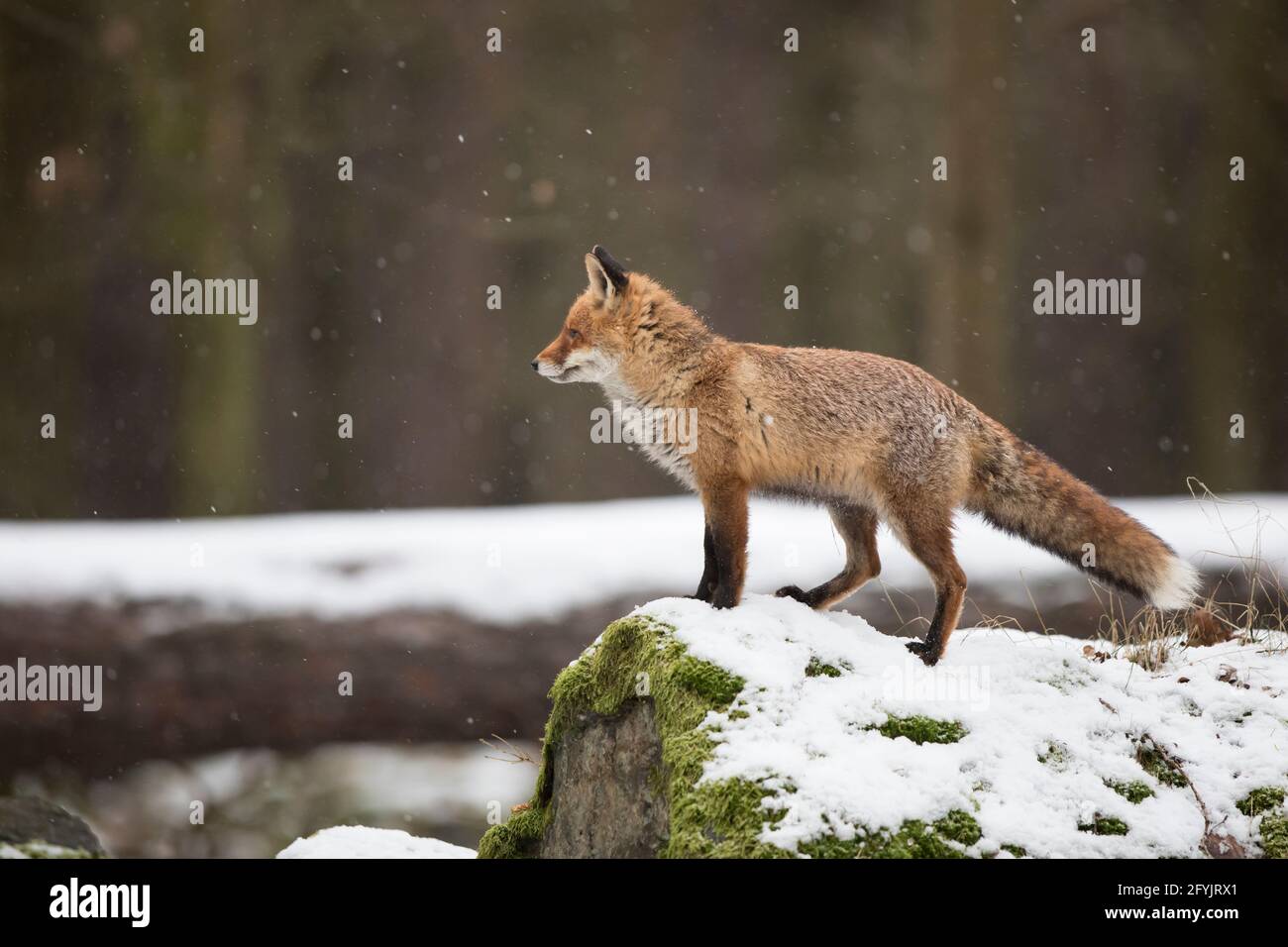 Rotfuchs, Vulpes vulpes, volpe rossa Foto Stock