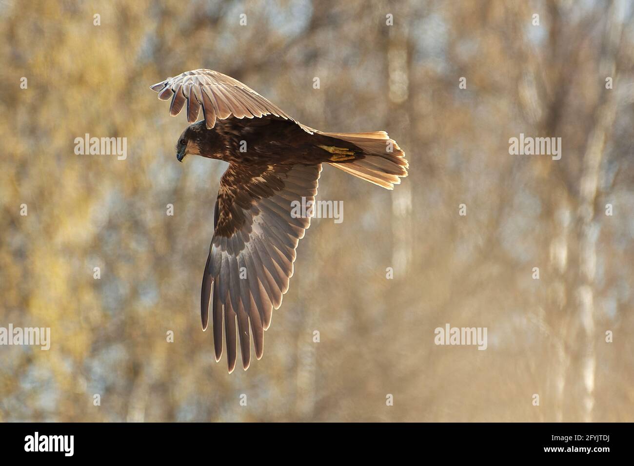 La palude occidentale harrier volare nella foresta di betulla la mattina di primavera nella Finlandia occidentale. Foto Stock