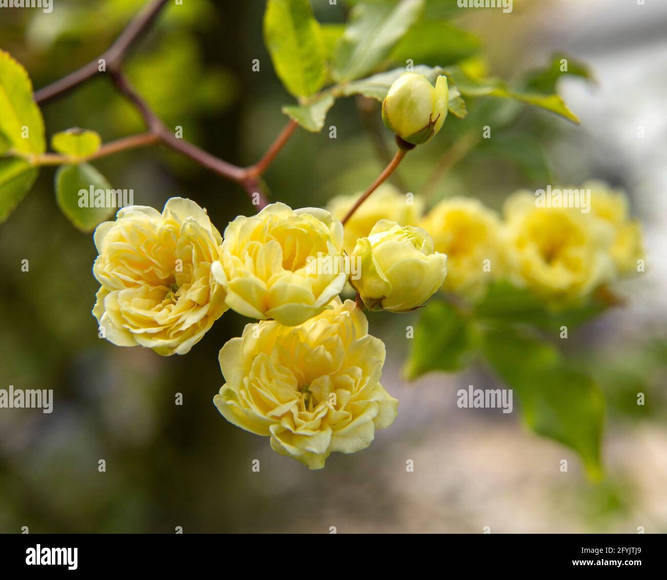 Minuscoli fiori della Lady Banks Rose, una vigorosa rosa gialla di arrampicata. Rosa banksian giallo, spinoso semi evergreen.Rosa banksiae lutea. Foto Stock