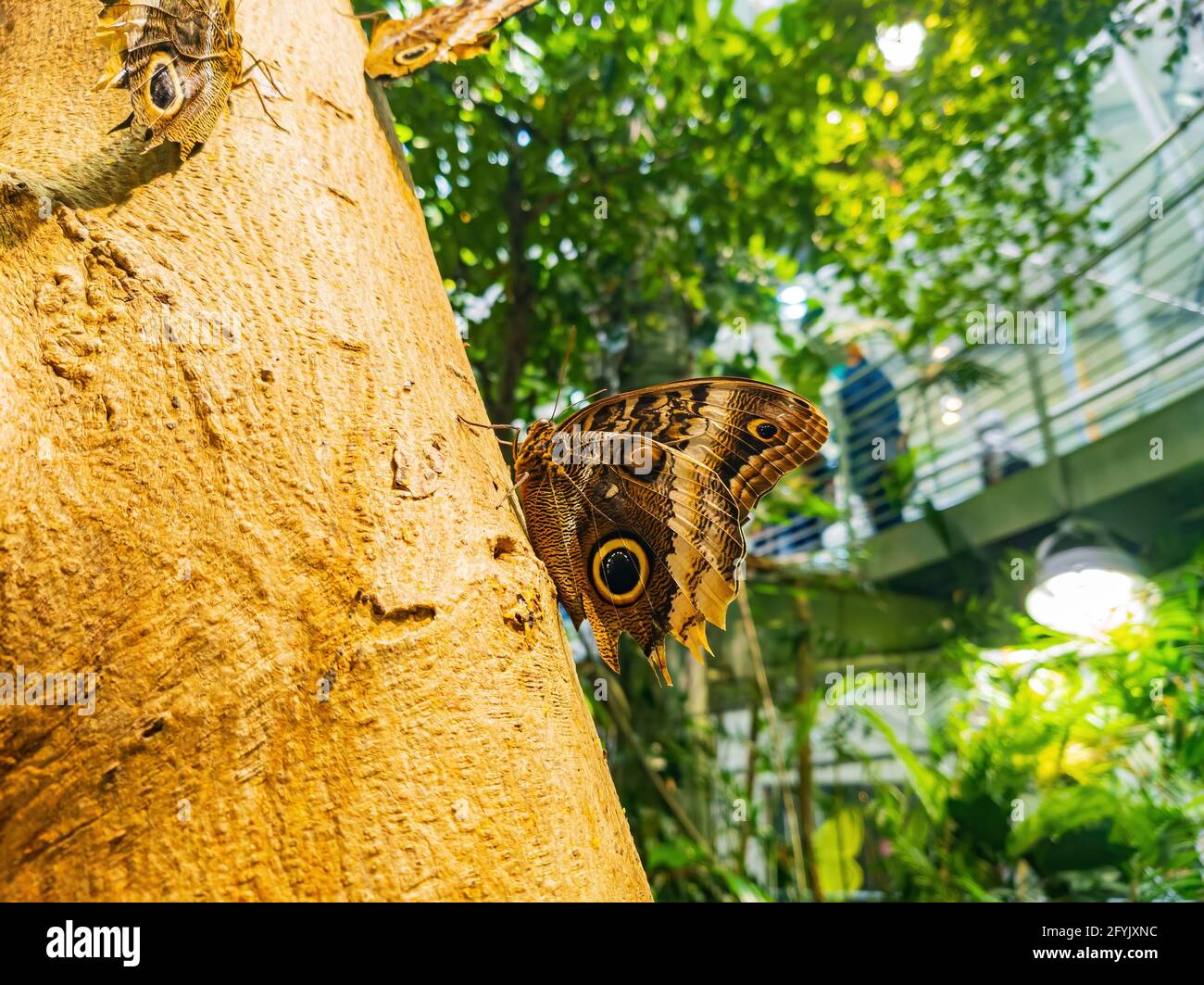 Primo piano di Owl farfalla poggiata sul tronco dell'albero A Sanfrancisco Foto Stock