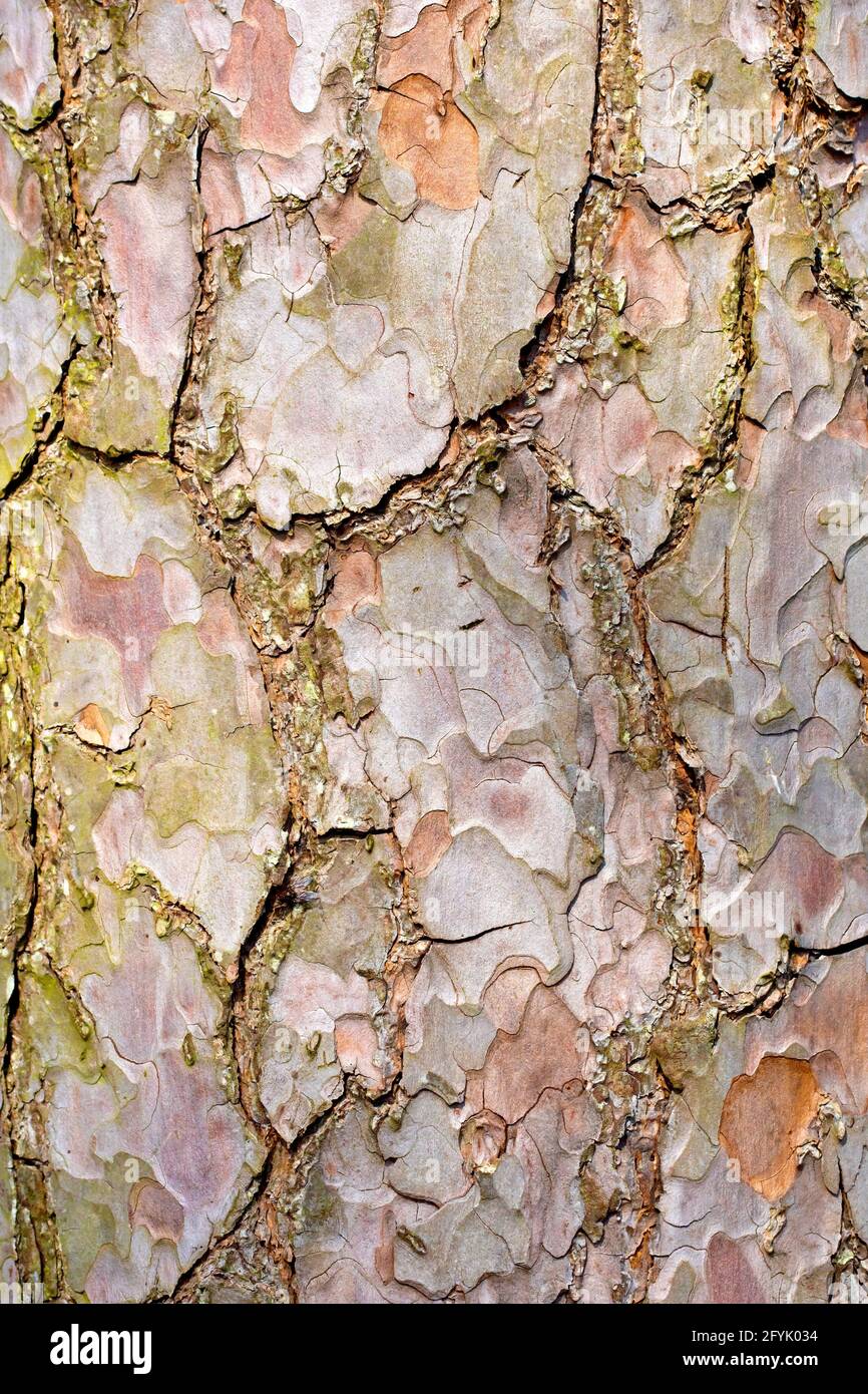 Pino di Scot (pinus sylvestris), primo piano che mostra la consistenza della corteccia spezzata e intricatamente modellata dell'albero. Foto Stock
