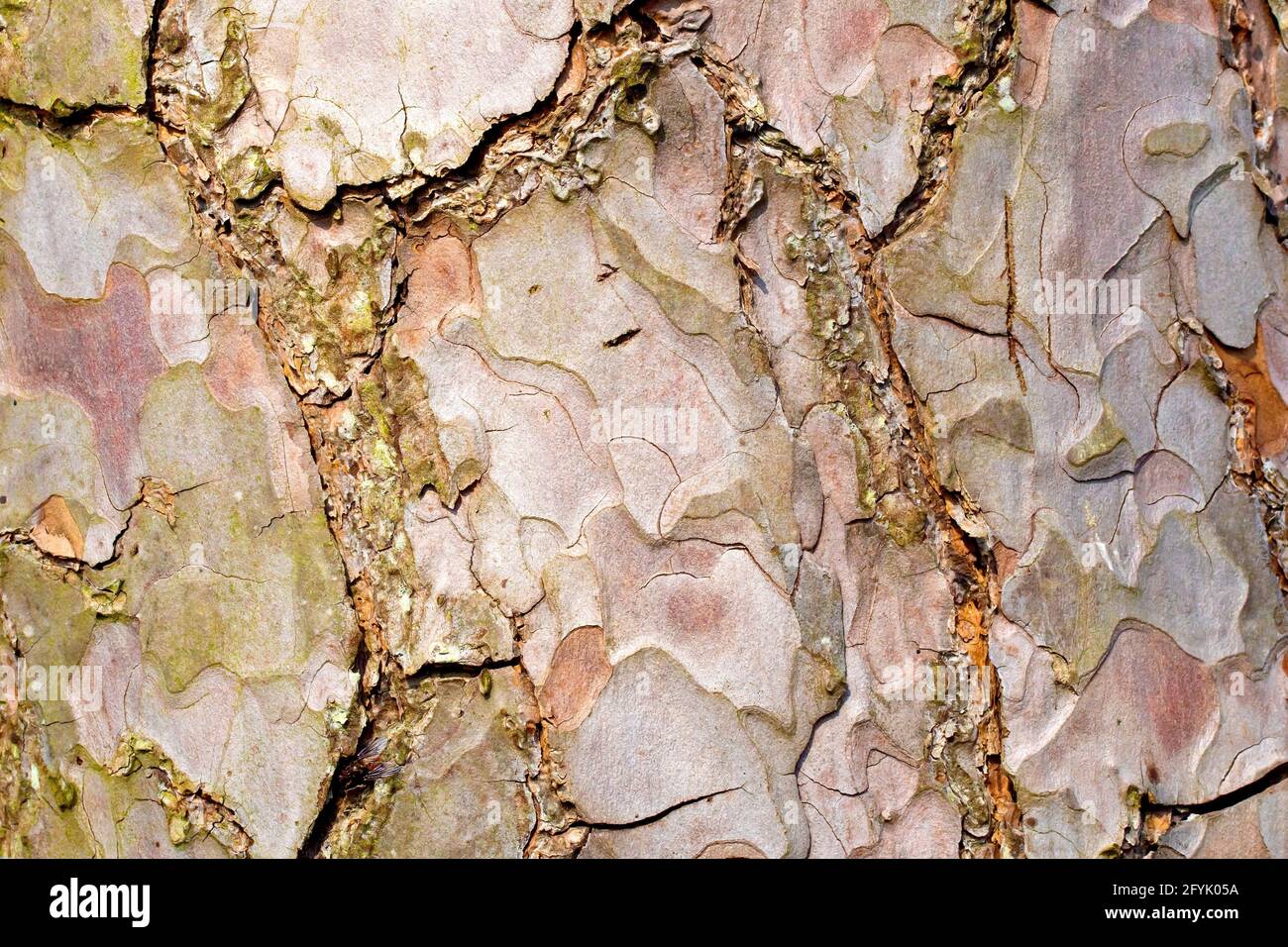 Pino di Scot (pinus sylvestris), primo piano che mostra la consistenza della corteccia spezzata e intricatamente modellata dell'albero. Foto Stock