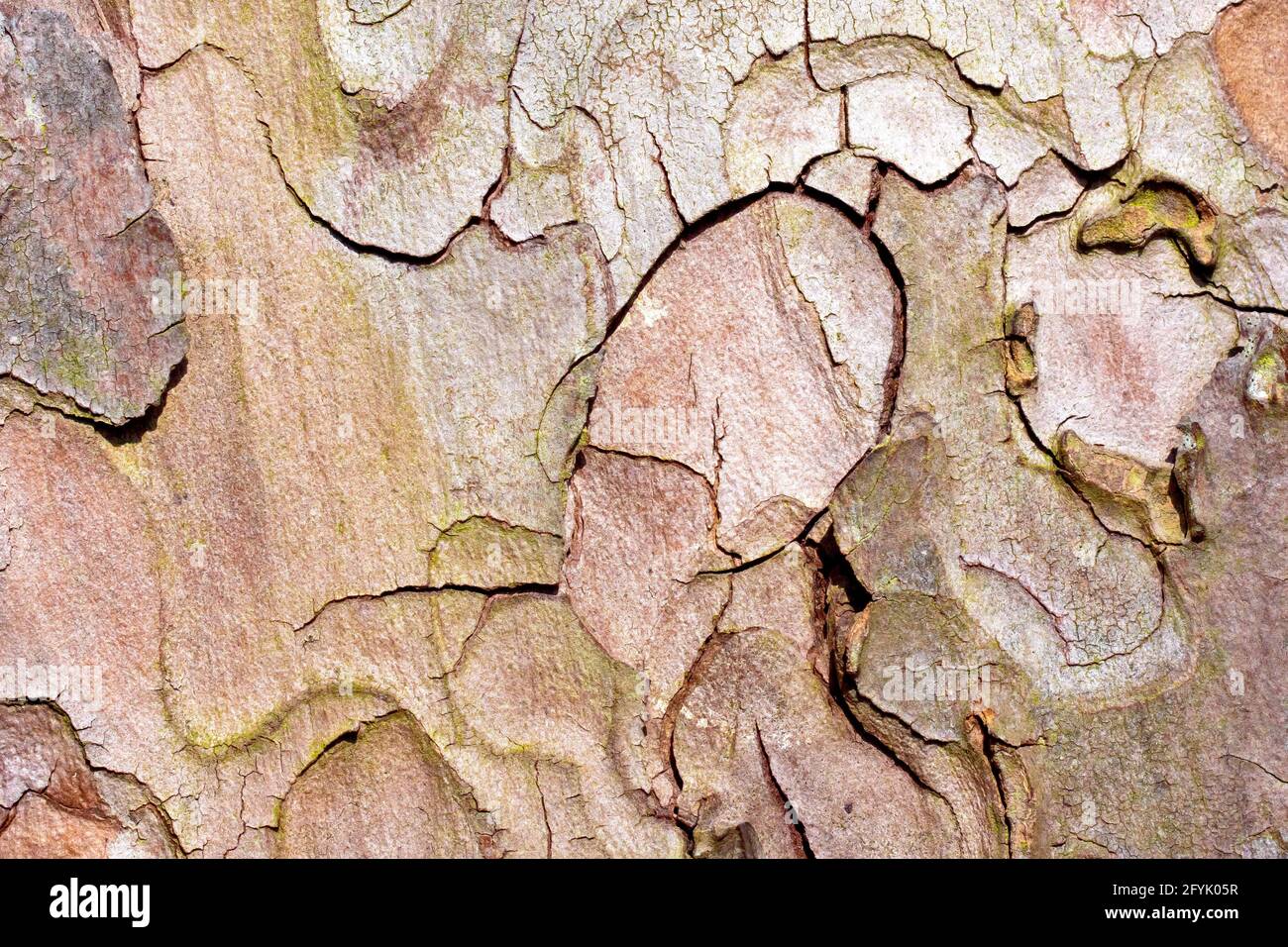 Pino di Scot (pinus sylvestris), primo piano che mostra la struttura e il dettaglio del modello nella corteccia dell'albero. Foto Stock