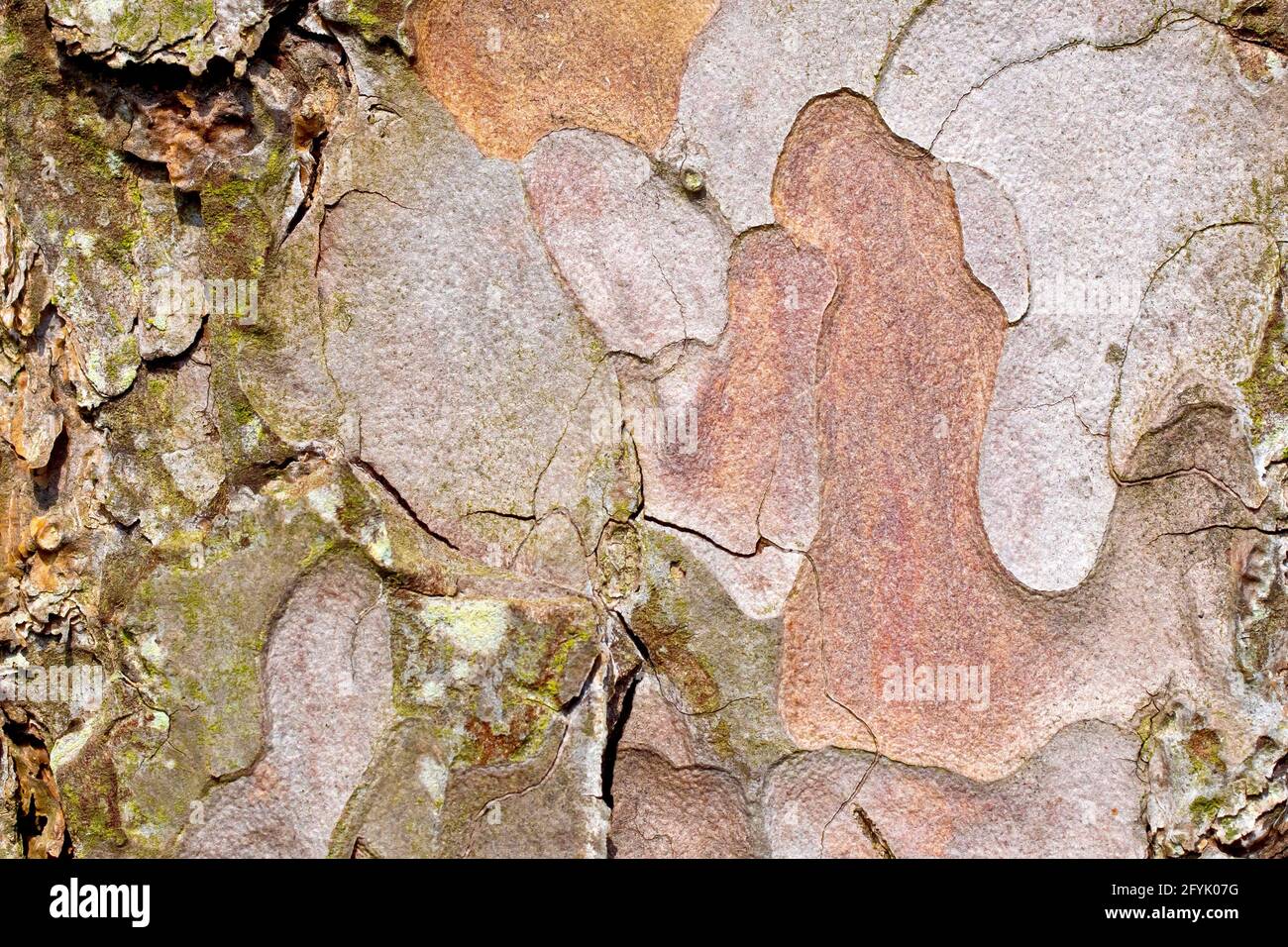 Pino di Scot (pinus sylvestris), primo piano che mostra la struttura e il dettaglio del modello nella corteccia dell'albero. Foto Stock