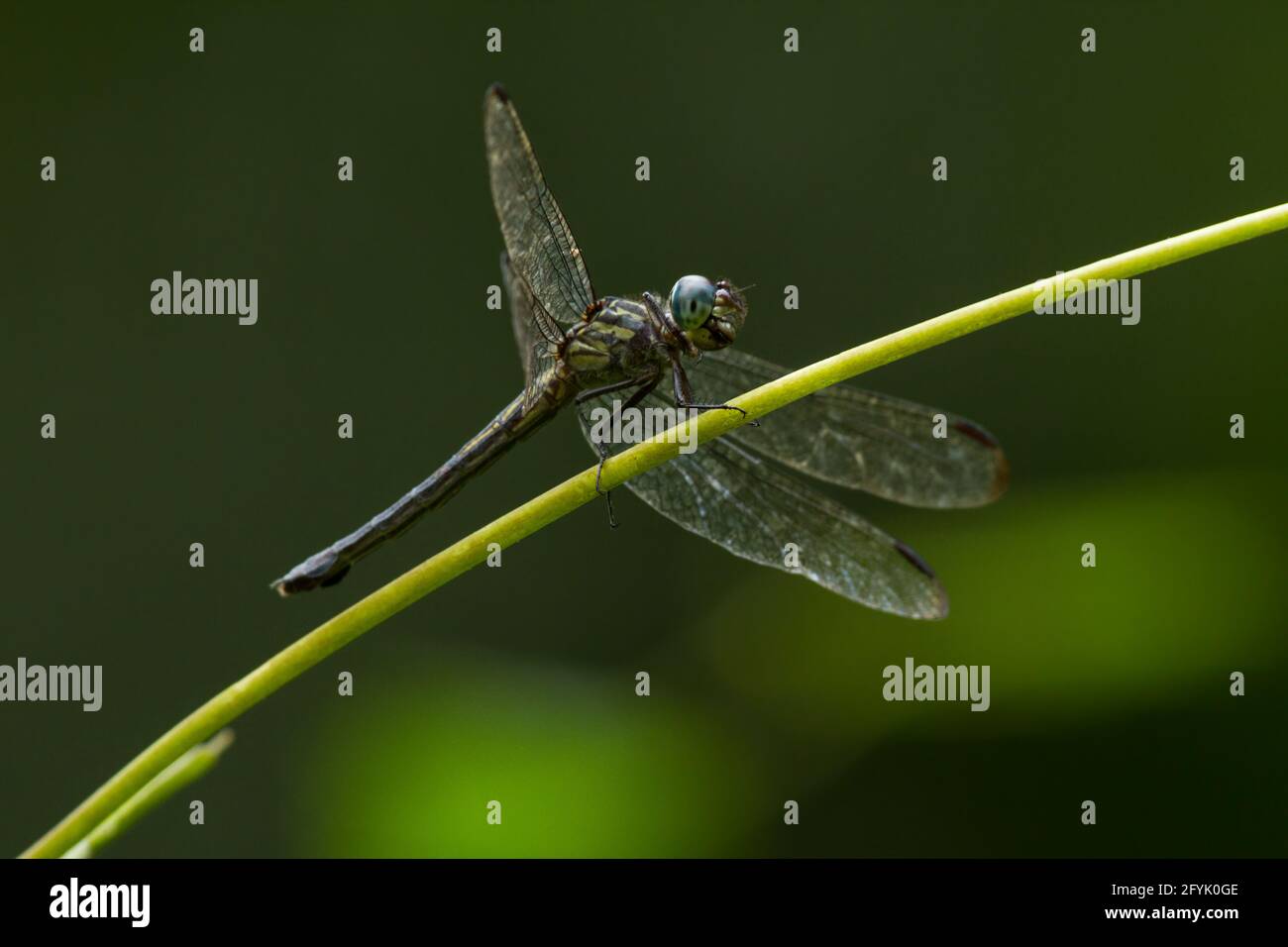 Una libellula su una filiale nel Parco Nazionale Manuel Antonio in Costa Rica. Foto Stock
